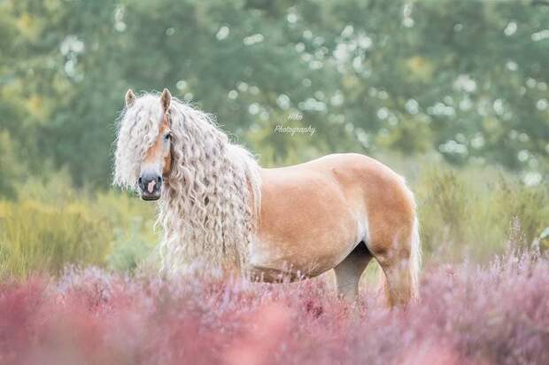 Эту красавицу зовут Шторм, она лошадь породы хафлингер голландия, девушка, животные, красота, лошадь, фото, шевелюра