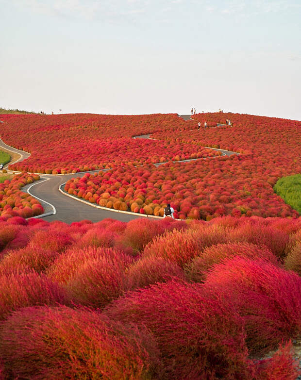 Национальный парк Хитачи в Японии красивые места, красота, невероятные места, фото