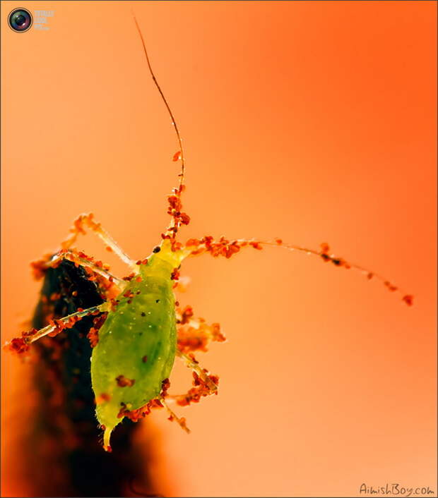 aimishboy 009 Удивительная макрофотография: неожиданно гламурные насекомые и многое другое