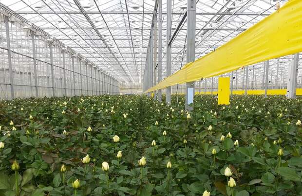 Суд Калужской области взыскал с руководства ЗАО «Розовый сад» более 6 млрд рублей