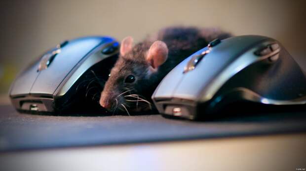 Компьютерная мышь нам скоро будет не нужна, считает эксперт