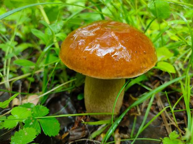 Белые грибы пошли в нижегородских лесах