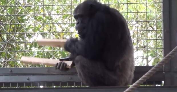 Шимпанзе в Киото создал инструментальную ритмичную композицию из досок в вольере