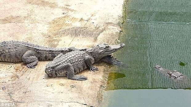 Пленный крокодил без хвоста видео, животные, крокодилы