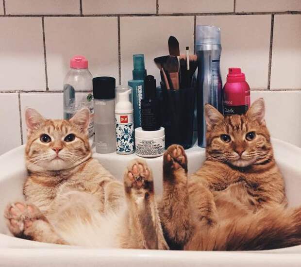 Без кота и жизнь не та