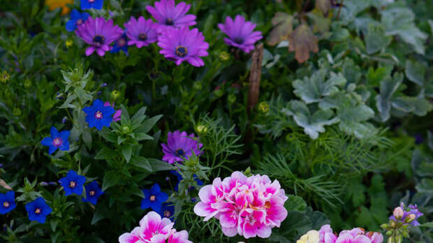 Ленивая клумба без рассады: 10 цветов, которые вырастут сами, если бросить семена в землю в апреле