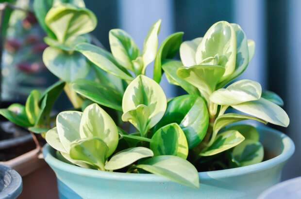 Пеперомия: описание, популярные виды, правила ухода за цветком