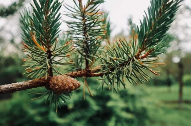 Садовод Черноусова рассказала, как из обычной сосны создать японский бонсай