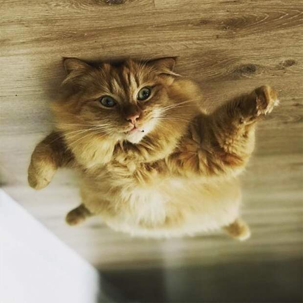 Если б кошки могли парить под потолком, как воздушные шарики