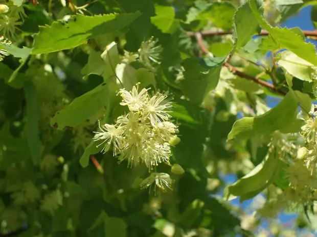 Липа мелколистная Tilia cordata
