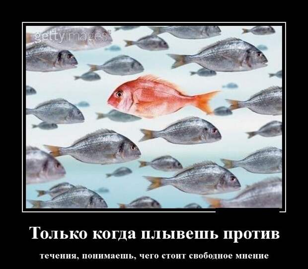Демотиваторы демотиваторы, фото, юмор
