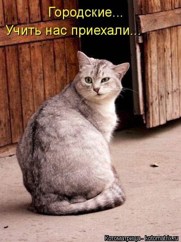 Свежая котоматрица (33 фото)