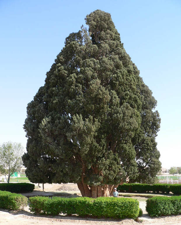 https://www.wired.com/wp-content/uploads/2010/03/old-tree_3a.jpg
