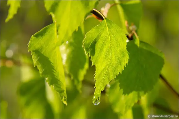 Когда цветут берёзы 