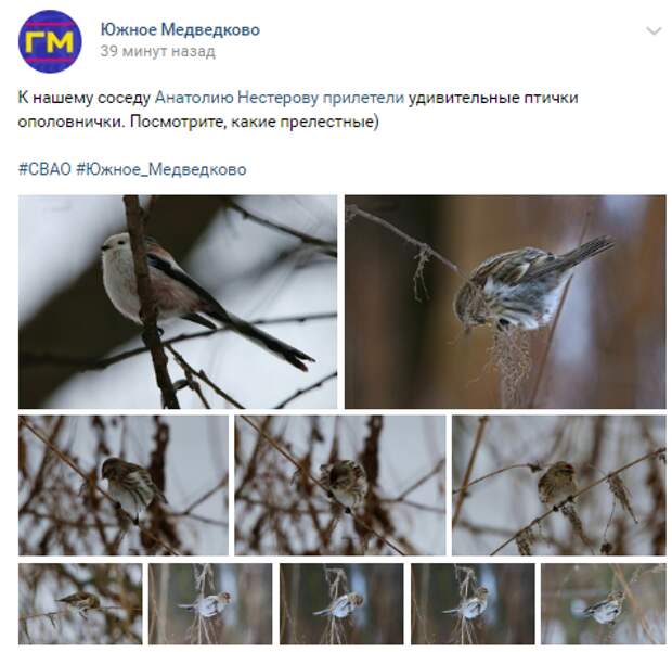 Фото дня: в Южном Медведкове заметили длиннохвостую синицу
