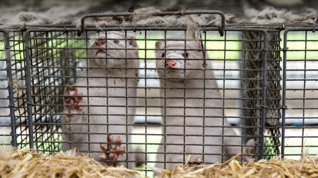 Euractiv: Австрия призвала ЕС запретить пушное звероводство