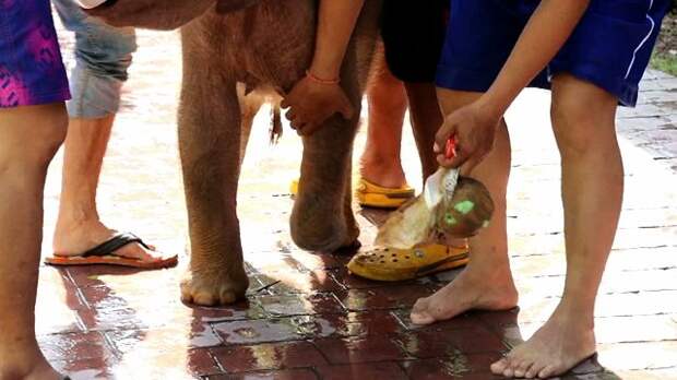 В Таиланде раненного браконьерами слонёнка лечат купаниями