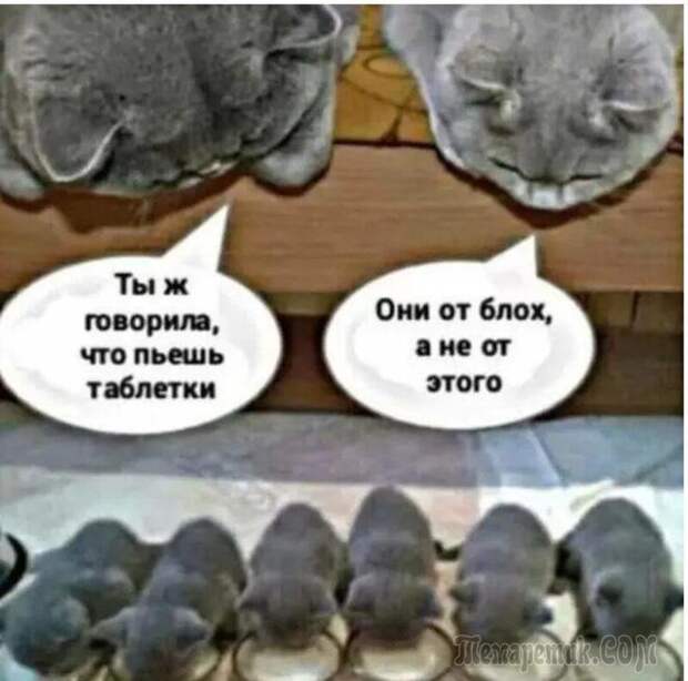 Демотиваторы и просто смешные фото со страниц интернета