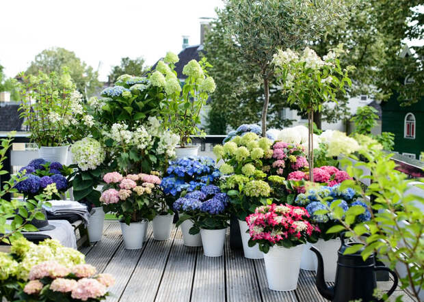 Цветущие растения на балконе