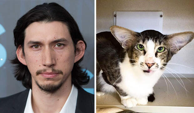 cat-look-alike-adam-driver-coverimage
