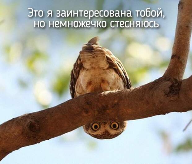 Не отличить даже при ближайшем рассмотрении — 20 животных, которые ведут себя совсем как я! Не отличить даже при ближайшем рассмотрении — 20 животных, которые ведут себя совсем как я!