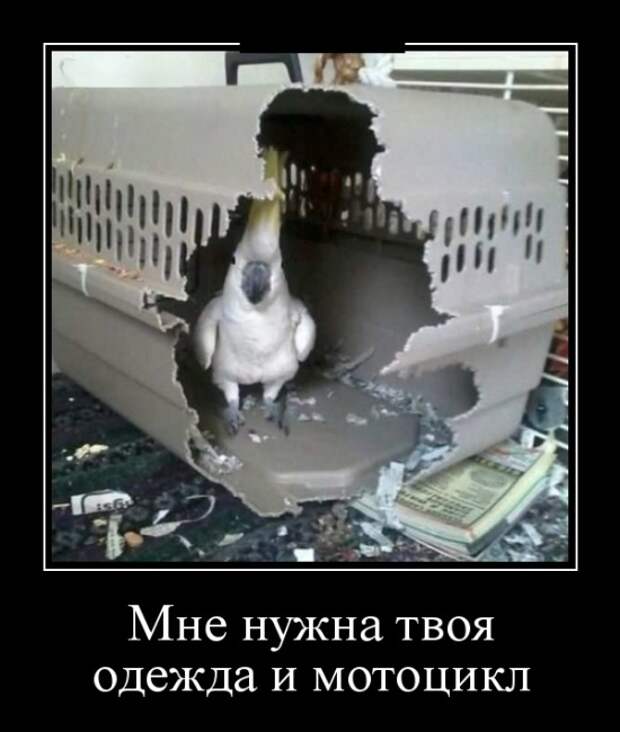 Демотиваторы (30 фото)