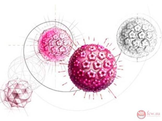 Человека папилломы человека рисунок