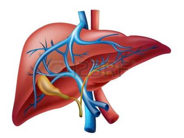 Illustration of the human internal liver Фото со стока - 20185416
