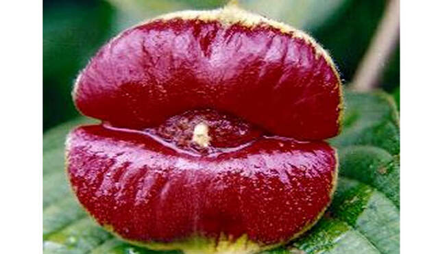hookerlips14 Шутка природы   удивительный цветок Шлюхины губки