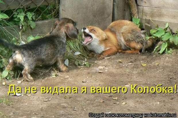 Котоматрицы(картинки с надписями)