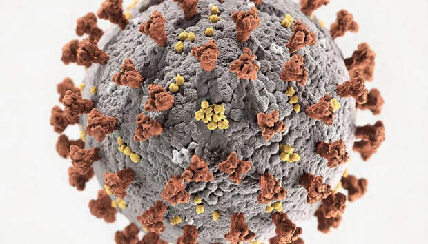 Заболевшего оспой обезьян жителя Домодедово выписали