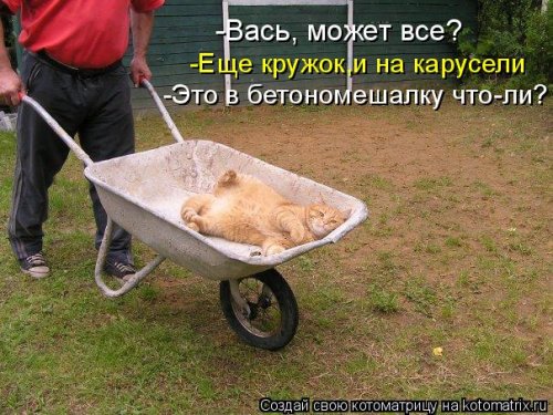 Свежая котоматрица (32 фото)