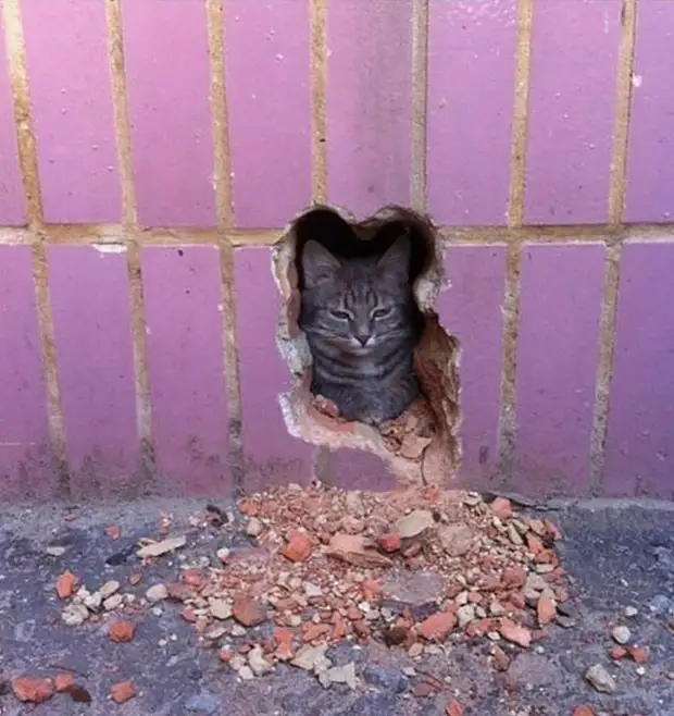 Bigpicture ru cats being weird weirdlilguys 6242ea09e37f2 700
