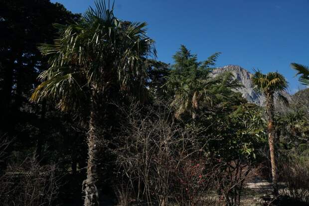 форос форосский парк природа зелень крым горы пальмы