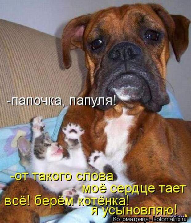 Котоматрицы(картинки с надписями)
