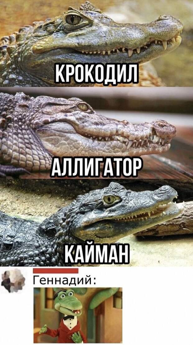 Юмор в картинках и без
