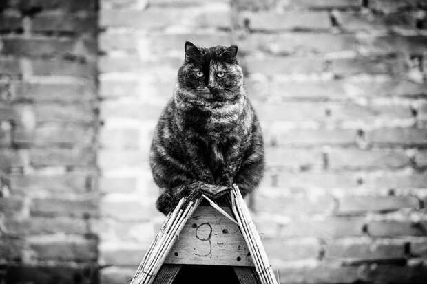 monorail_cats_photos_sabrina_boem_09.jpg