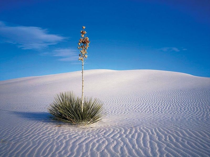 Удивительный остров Сокотра Socotra23 Удивительный остров Сокотра