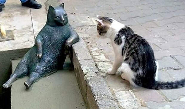 Даже кошки пришли взглянуть на памятник самому знаменитому коту Стамбула  животные, кот, памятник, стамбул