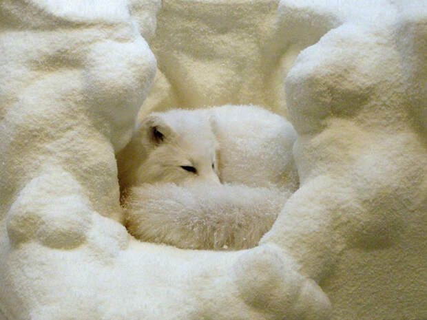 Лисица с белым окрасом шерсти свернулась калачиком и спит.