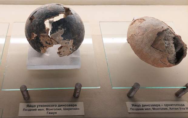 Колыбель с известковыми стенками: от мягкой оболочки до птичьего гнезда — как размножались динозавры