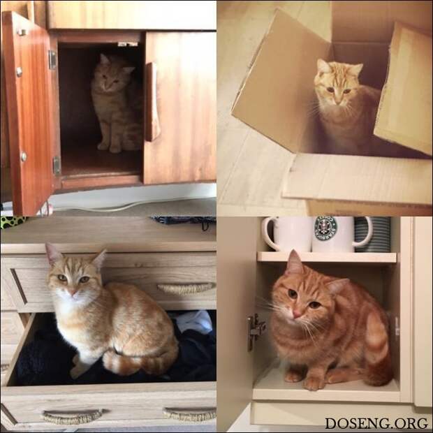 Коты стремятся заполнить собой любую емкость