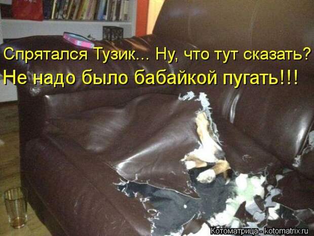 Лучшие котоматрицы недели Лучшие котоматрицы недели