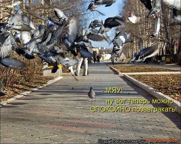 Уфф!!! Ну наконец-то! Котоматрицы великолепные, каждая с улыбкой и хорошим настроением!