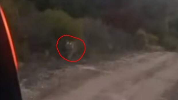 Тигр на охоте за парой россиян / Фото: Amur Mash