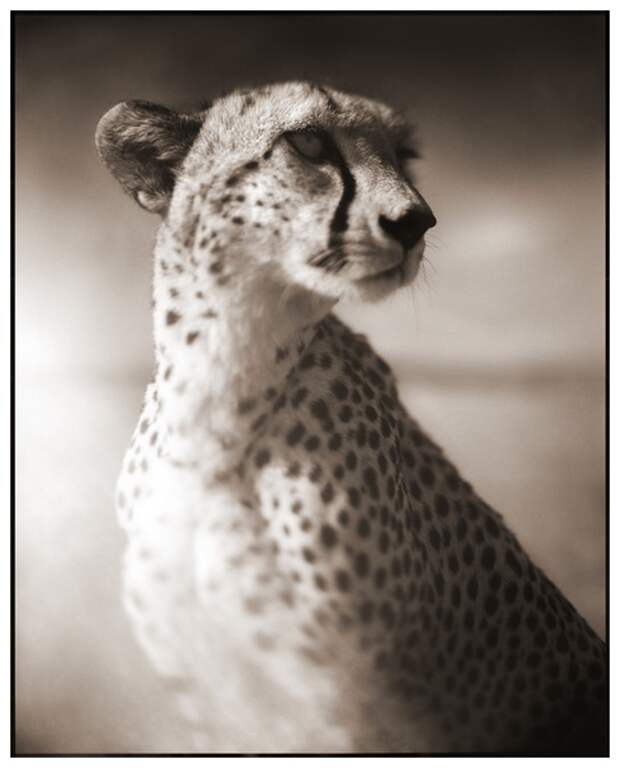фотографии африки. Nick Brandt