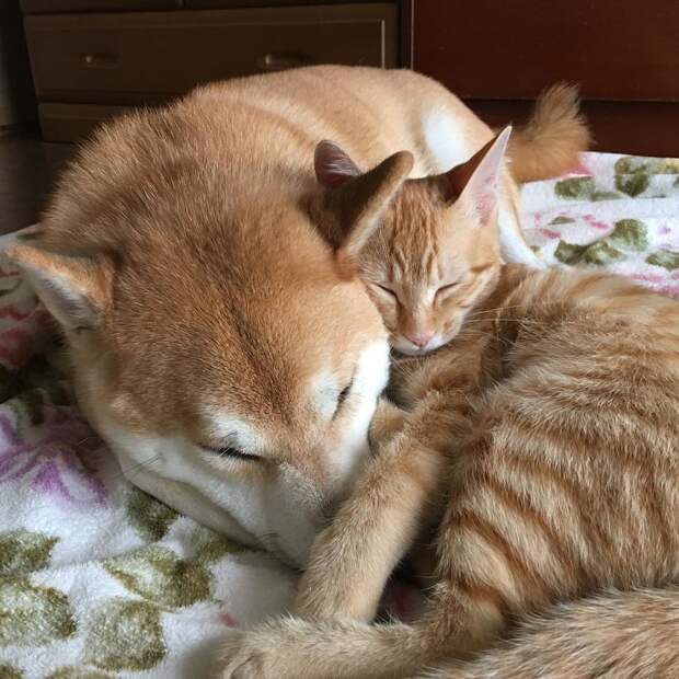 Без кота и жизнь не та