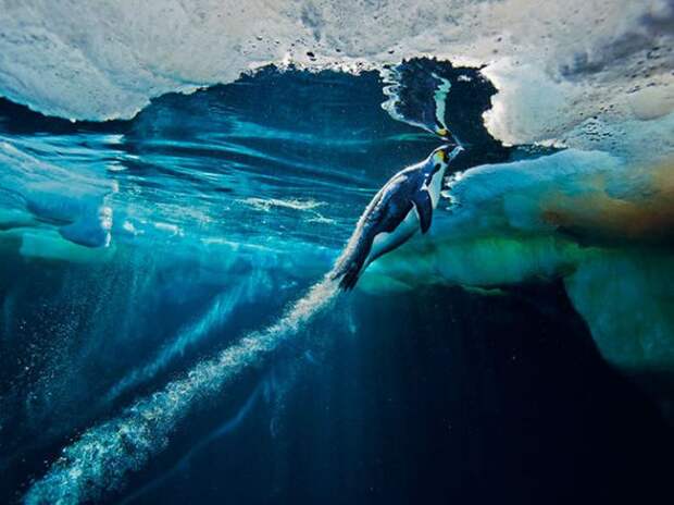 Коллекция удивительных снимков от National Geographic за 2012 год Коллекция удивительных снимков от National Geographic за 2012 год