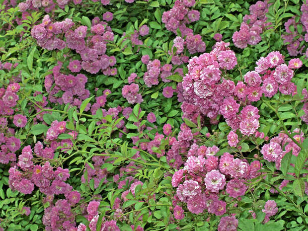 0_d54a0_1d8b25a_XL (700x525, 670Kb)