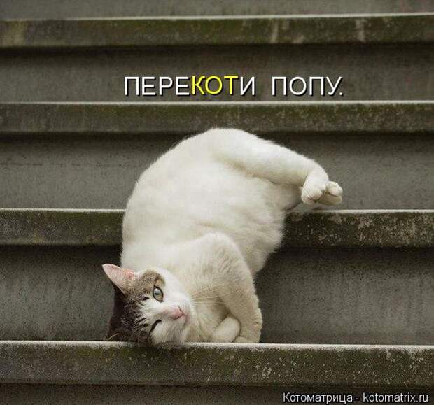 Лучшие котоматрицы недели (50 фото)